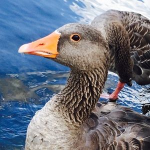 Meet your Posher, Charlotte